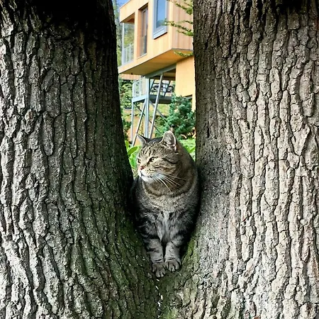 Discover The Harz National Park From A Tree House *