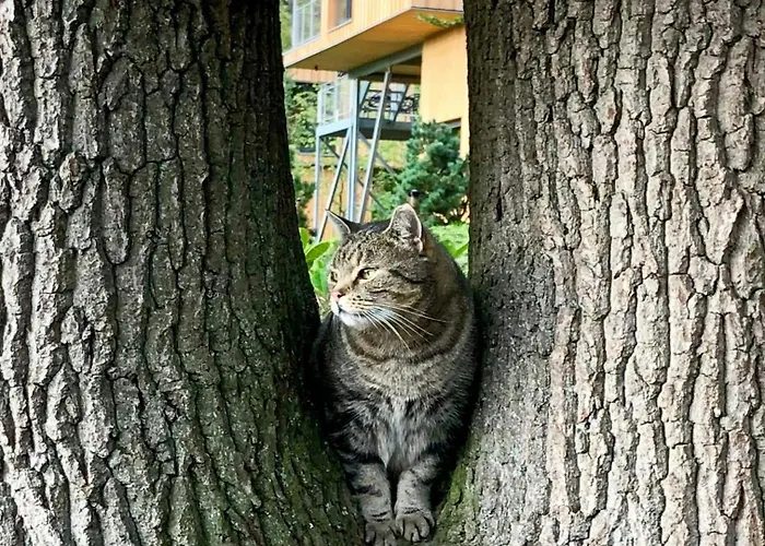 Discover The Harz National Park From A Tree House *